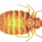 Bed Bug Control Bed Bug Control Tyne and Wear